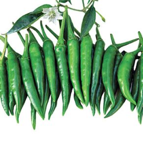 মরিচ বীজ