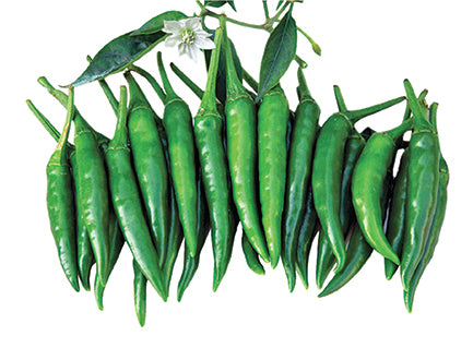 মরিচ বীজ
